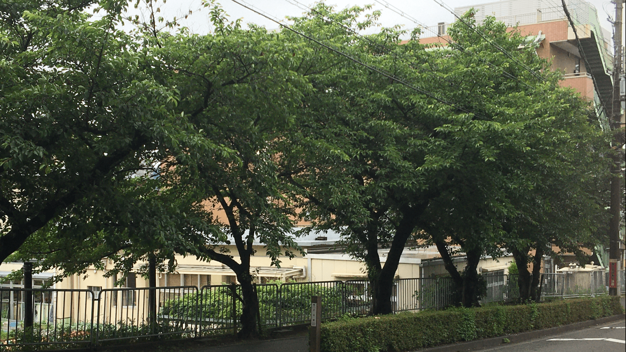 施設周辺の緑豊かな庭園と建物。大きな樹木が複数本植えられている。